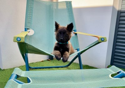 ruby-transat-EMU-ete-chien-duoconcept-