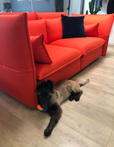 Ruby-les-animaux-au-bureau-article-duoconcept-1